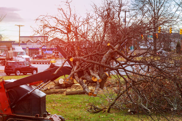 Seasonal Cleanup (Spring/Fall) in Lakeview, OR