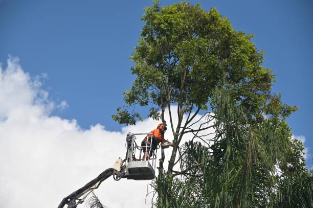 Best Lawn Maintenance Plans  in Lakeview, OR