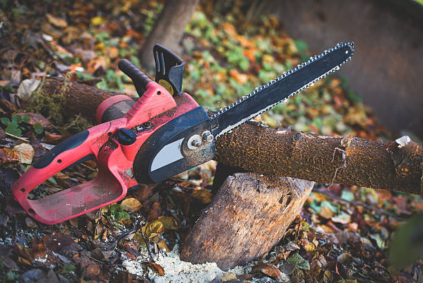 How Our Tree Care Process Works  in  Lakeview, OR